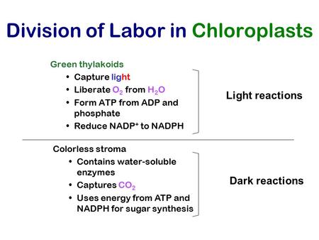 Division of Labor in Chloroplasts