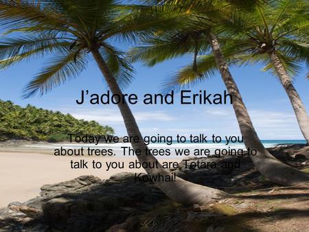 J’adore and Erikah Today we are going to talk to you about trees. The trees we are going to talk to you about are Totara and Kowhai!