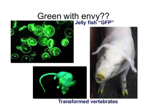 Green with envy?? Jelly fish “GFP” Transformed vertebrates.