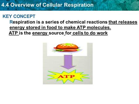 4.4 Overview of Cellular Respiration KEY CONCEPT Respiration is a series of chemical reactions that releases energy stored in food to make ATP molecules.
