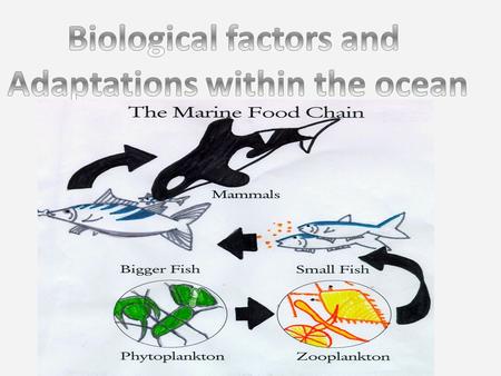 Biological factors and Adaptations within the ocean
