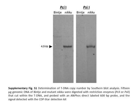 Supplementary Fig. S1 Determination of T-DNA copy number by Southern blot analysis. Fifteen µg genomic DNA of Bintje and mutant nikku were digested with.