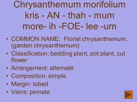 Chrysanthemum morifolium kris - AN - thah - mum more- ih -FOE- lee -um COMMON NAME: Florist chrysanthemum, (garden chrysanthemum) Classification: bedding.