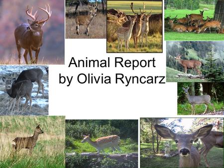 Animal Report by Olivia Ryncarz. Introduction Velvet is not only for humans it is for deer too! Male deer have velvet on their antlers, and when it falls.