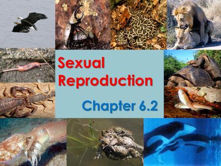 Sexual Reproduction Chapter 6.2.