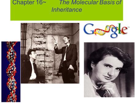Chapter 16~ The Molecular Basis of Inheritance