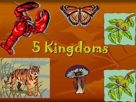 5 Kingdoms KINGDOM ANIMALIA ANIMALS VERTBRATES ANIMALS THAT HAVE BACK BONE INVERTBRATES ANIMALS THAT DOES NOT HAVE BACK BONE.