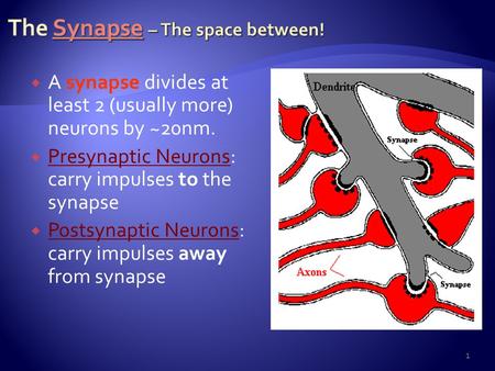  A synapse divides at least 2 (usually more) neurons by ~20nm.  Presynaptic Neurons: carry impulses to the synapse  Postsynaptic Neurons: carry impulses.