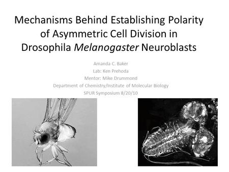 Mechanisms Behind Establishing Polarity of Asymmetric Cell Division in Drosophila Melanogaster Neuroblasts Amanda C. Baker Lab: Ken Prehoda Mentor: Mike.