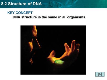 8.2 Structure of DNA KEY CONCEPT DNA structure is the same in all organisms.