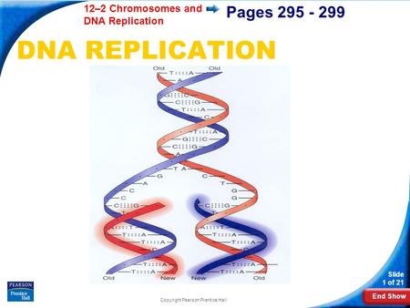 End Show 12–2 Chromosomes and DNA Replication Slide 1 of 21 Copyright Pearson Prentice Hall Pages 295 - 299 DNA REPLICATION.
