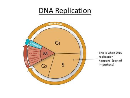 DNA Replication This is when DNA replication happens! (part of interphase)