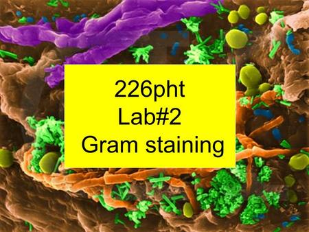226pht Lab#2 Gram staining.