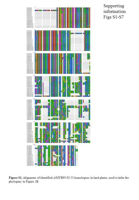 Figure S1. Alignment of identified AtMYB93/92/53 homologues in land plants, used to infer the phylogeny in Figure 1B. Supporting information Figs S1-S7.
