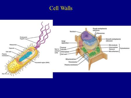 Cell Walls.