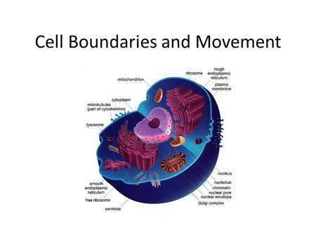 Cell Boundaries and Movement. Cell Barriers Cell membranes – Structure: contain a flexible lipid bilayer with imbedded protein molecules and carbohydrate.