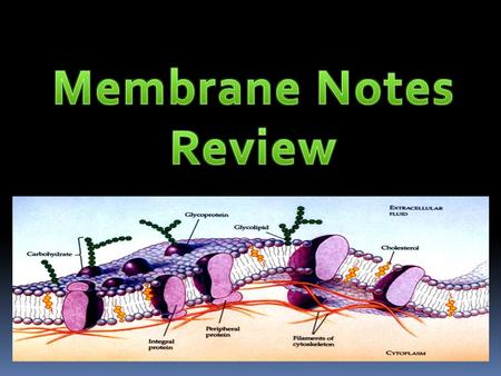 Structure of the Plasma Membrane Lipid bilayer – two sheets of lipids (phospholipids). – Found around the cell, the nucleus, vacuoles, mitochondria, and.