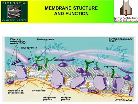 CHAPTER 5 THE STRUCTURE AND FUNCTION OF MACROMOLECULES MEMBRANE STUCTURE AND FUNCTION.