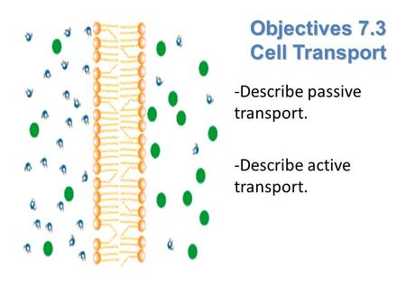 Objectives 7.3 Cell Transport -Describe passive transport. -Describe active transport.