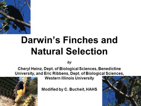 Darwin’s Finches and Natural Selection by Cheryl Heinz, Dept. of Biological Sciences, Benedictine University, and Eric Ribbens, Dept. of Biological Sciences,