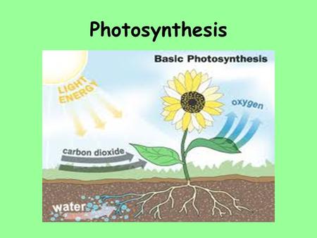 Photosynthesis.