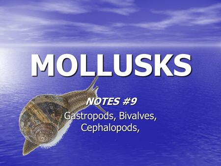 MOLLUSKS NOTES #9 Gastropods, Bivalves, Cephalopods,