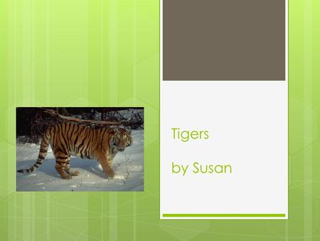 Tigers by Susan.