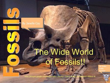 The Wide World of Fossils!!  By Janelle Coy He looks really hungry !