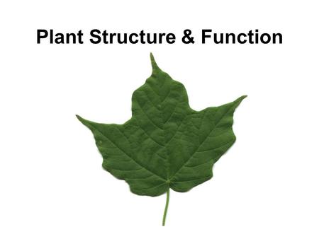 Plant Structure & Function. Plants Perform photosynthesis to make their own food (glucose).