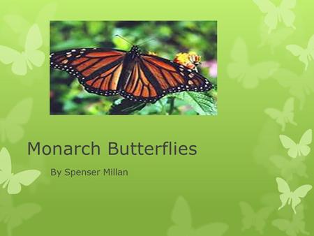 Monarch Butterflies By Spenser Millan.