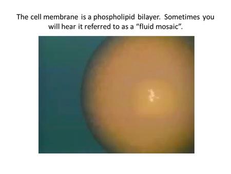 The cell membrane is a phospholipid bilayer. Sometimes you will hear it referred to as a “fluid mosaic”.
