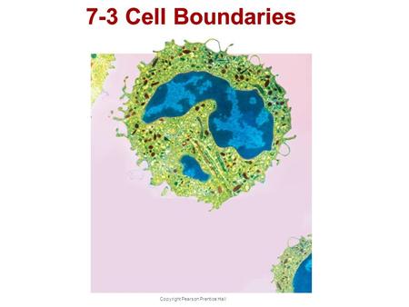 End Show Slide 1 of 47 Copyright Pearson Prentice Hall 7-3 Cell Boundaries.