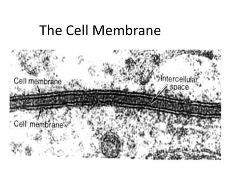 The Cell Membrane.