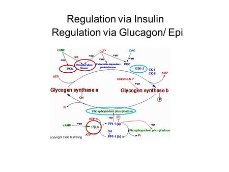 Regulation via Insulin Regulation via Glucagon/ Epi.