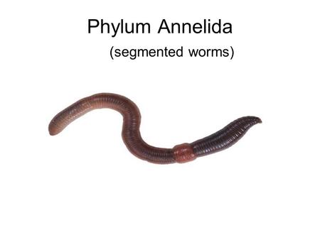 Phylum Annelida (segmented worms). Main Characteristics segments true coelom (body cavity)