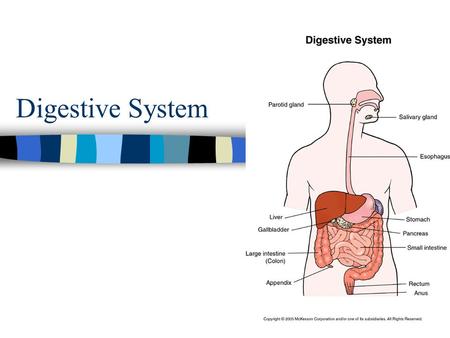 Digestive System. Processing Food 4 Phases 1.Ingestion = food enters the mouth.