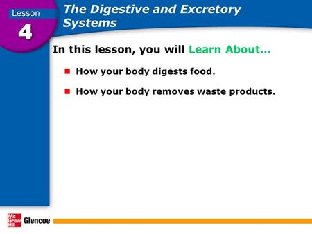 The Digestive and Excretory Systems In this lesson, you will Learn About… How your body digests food. How your body removes waste products.