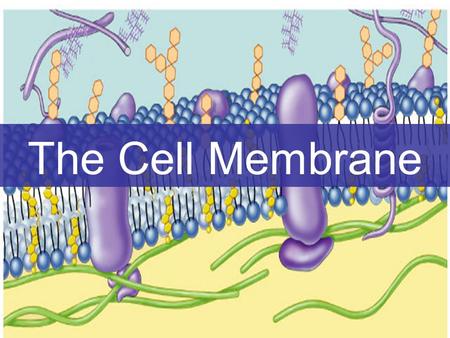 2007-2008 The Cell Membrane What does the cell membrane do? Separates living cell from aqueous environment Controls traffic in & out of the cell –allows.