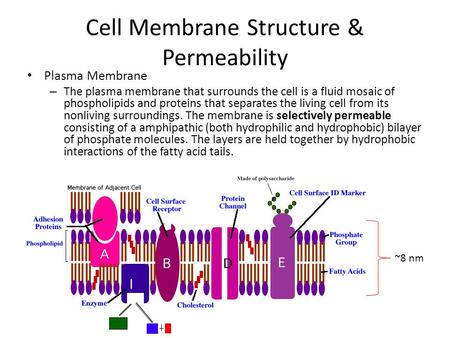 Cell Membrane Structure & Permeability Plasma Membrane – The plasma membrane that surrounds the cell is a fluid mosaic of phospholipids and proteins that.
