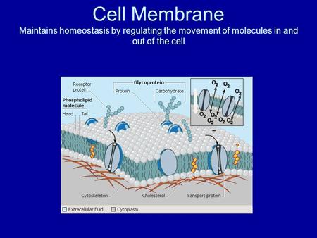 Cell Membrane Maintains homeostasis by regulating the movement of molecules in and out of the cell.