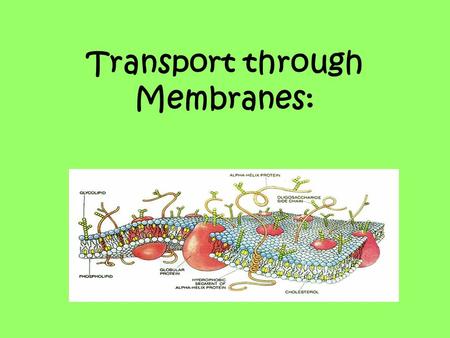 Transport through Membranes:. Transport: There are various ways in which membranes control what enters and leaves the cell, the transport may be either.