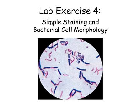 Lab Exercise 4: Simple Staining and Bacterial Cell Morphology.