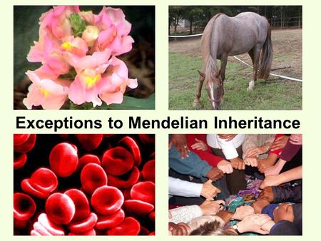 Exceptions to Mendelian Inheritance. Mendelian Inheritance means… one gene = one trait 2 different alleles (versions) for a gene one dominant and one.