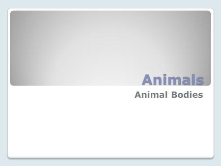 Animals Animal Bodies.