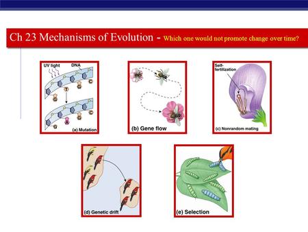 Ch 23 Mechanisms of Evolution - Which one would not promote change over time?