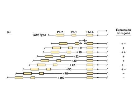 Transcription control elements (DNA sequences) are binding sites for transcription factors, proteins that regulate transcription from an associated.