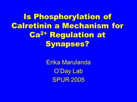 Is Phosphorylation of Calretinin a Mechanism for Ca 2+ Regulation at Synapses? Erika Marulanda O’Day Lab SPUR 2005.