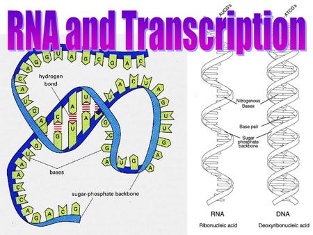 RNA and Transcription.