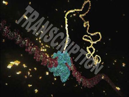 GenePolypeptide Gene  Polypeptide Transcription 1.RNAP binds to promoter 2.Separates DNA strands 3.Transcribes the DNA (adds RNA nucleotides in a 5'-3'