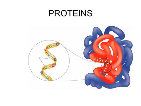 PROTEINS. Amino acid monomers to proteins Amino acids linked together Long chains of amino acids linked together in a specific order make a specific protein.